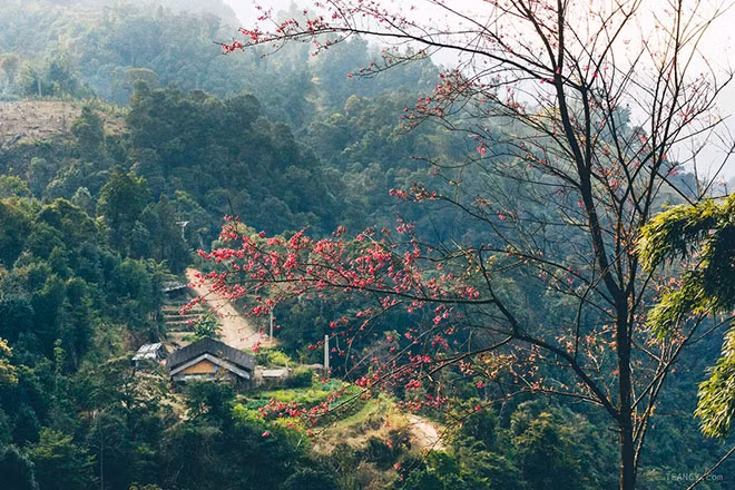 Cây đào chuông trên núi Mẫu Sơn.