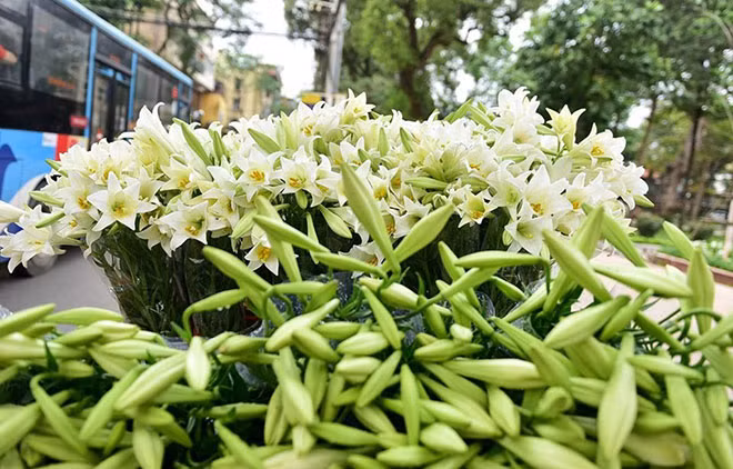 Loa kèn - loài hoa đặc trưng của tháng tư. Loa kèn - loài hoa đặc trưng của tháng tư.