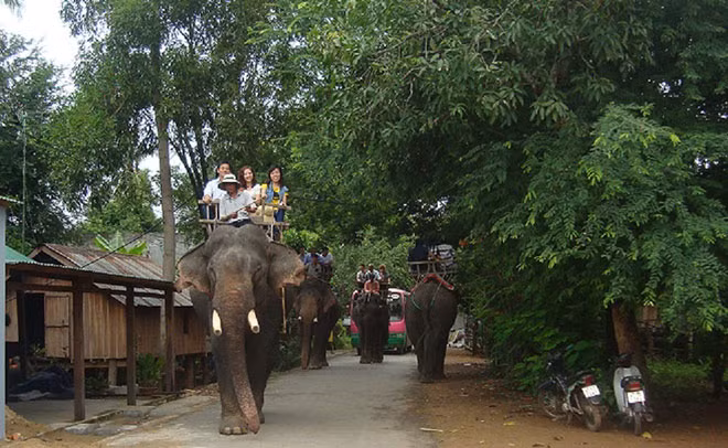 Voi buôn Đôn dạo chơi với khách. Voi buôn Đôn dạo chơi với khách.