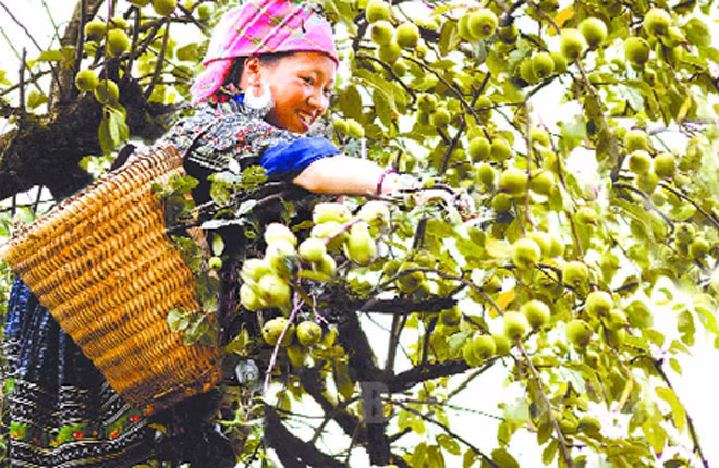 Thu hoạch trái sơn tra.