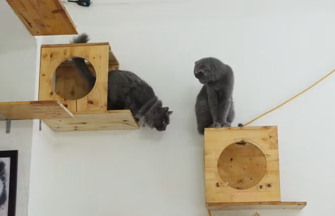 Những căn nhà của mèo con đều do ông chủ tự tay thi công.