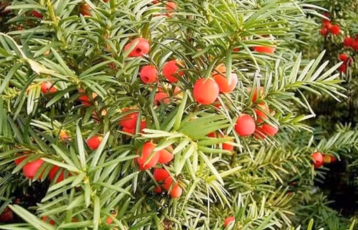 Bảo tồn thành công hai loài thông quý hiếm tại Pù Luông