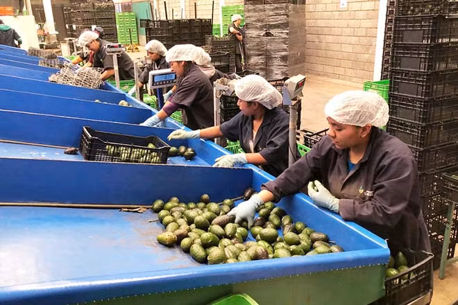 Nhận ra lợi nhuận từ những loại nông sản xuất khẩu như quả bơ, các tổ chức tội phạm Nam Mỹ đang tìm mọi cách trấn lột người nông dân. Nhận ra lợi nhuận từ những loại nông sản xuất khẩu như quả bơ, các tổ chức tội phạm Nam Mỹ đang tìm mọi cách trấn lột người nông dân.