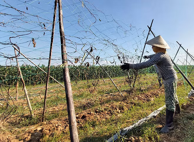 Người dân tháo bỏ giàn đậu cô ve để trồng cây khác, vì giá bán quá thấp. Người dân tháo bỏ giàn đậu cô ve để trồng cây khác, vì giá bán quá thấp.