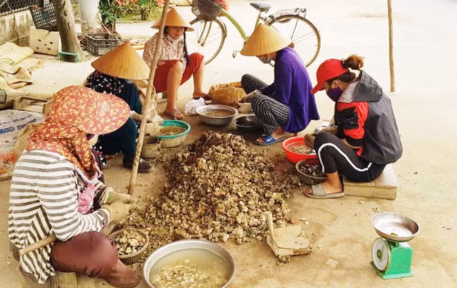 Công việc hằng ngày của nhiều phụ nữ ở Quán Hàu là bóc tách hàu. Công việc hằng ngày của nhiều phụ nữ ở Quán Hàu là bóc tách hàu.