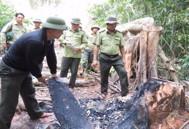Cơ quan chức năng tỉnh Quảng Bình kiểm tra hiện trường phá rừng ở rừng Trường Sơn.