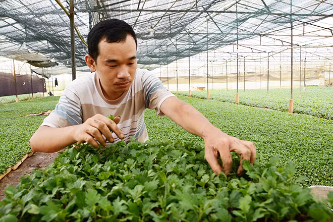 Hoa cúc vẫn là loại hoa phổ biến nhất được nông dân Đà Lạt gieo trồng trong dịp Tết này.