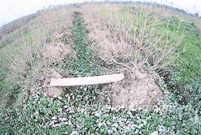 Hàng trăm gốc đào bị bụi phủ có nguy cơ mất trắng.