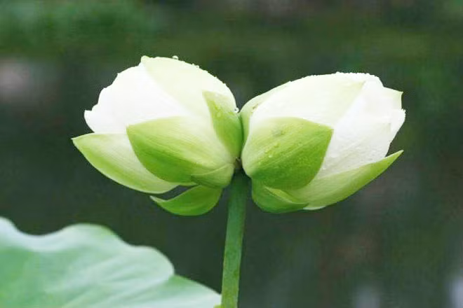 Hoa nở trong im lặng.