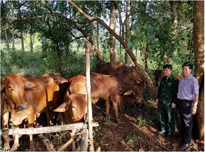 Chuyển giao bò lai Brahman cho Bộ Chỉ huy BĐBP tỉnh Đắk Nông.