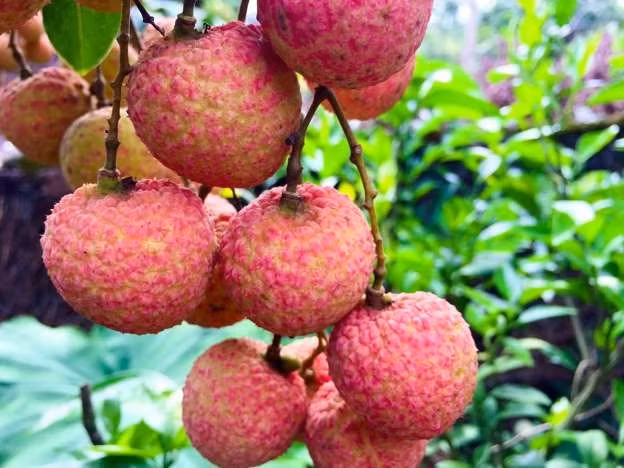 Chỉ những lô vải được chuyên gia Nhật Bản kết luận đã xử lý thành công mới được phép xuất khẩu vào nước này.