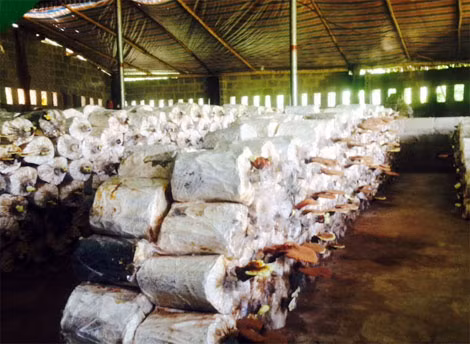 Phát triển sản phẩm Nấm Linh chi đang được HTX Nông trang Quảng La- Ba Chẽ- Quảng Ninh đẩy mạnh sản xuất. Phát triển sản phẩm Nấm Linh chi đang được HTX Nông trang Quảng La- Ba Chẽ- Quảng Ninh đẩy mạnh sản xuất.