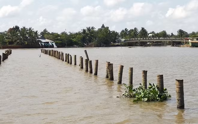 Bãi cọc ngầm trên sông Cổ Chiên.