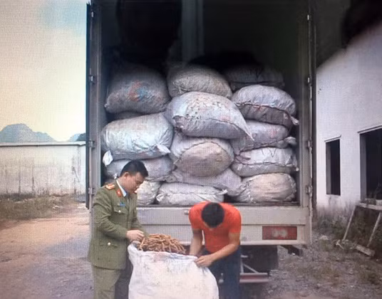 7 tấn củ ba kích bị thu giữ