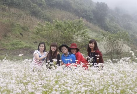 Du khách hân hoan giữa nương tam giác đang khoe sắc.