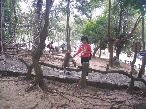 Một con khỉ rất dạn người ra nhận đồ ăn.