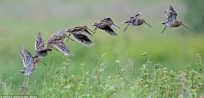 Một bức ảnh chuyển động chụp tại Khu bảo tồn Thiên nhiên và Động vật Cathkin Marsh.