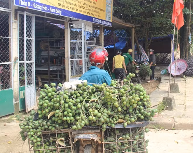 Chờ nhập cau non tại cơ sở thu mua cau ở xã Hương Hòa, huyện Nam Đông.