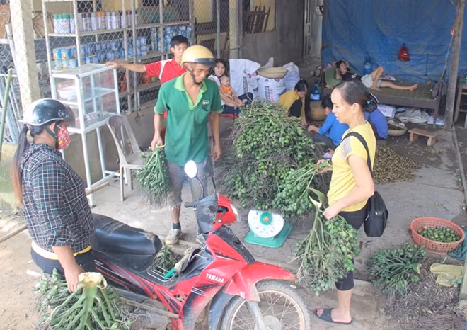 Bình quân mỗi cơ sở thu mua cau nhập trên dưới 10 tấn cau non/ngày.