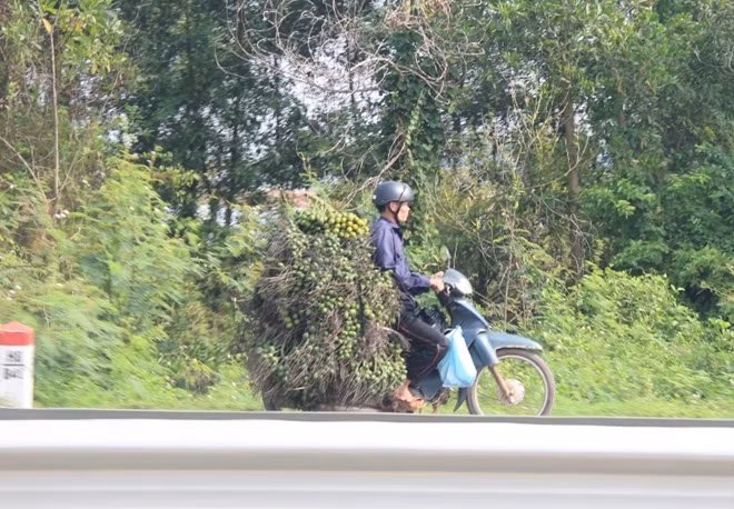 Một người dân chuyên đi thu mua cau non.