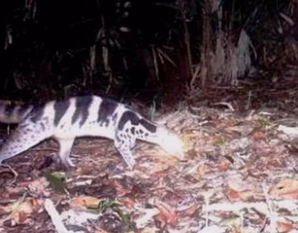 Cầy vằn, loài động vật thuộc sách đỏ IUCN được phát hiện tại khu BTTN Phong Điền.