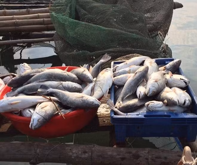 Cá nuôi gần khu vực cửa biển Thuận An bị chết, được vớt đưa vào bờ tiêu hủy.