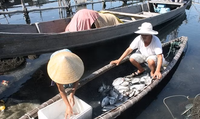 Người dân xã Hải Dương vớt cá đưa vào bờ trong sáng 14-7.