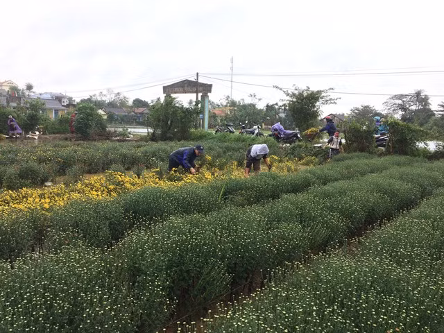Cơn lũ muộn đi qua, chỉ còn lại một số ít vườn hoa được trồng trên luống cao không bị ngập úng, hư hại.