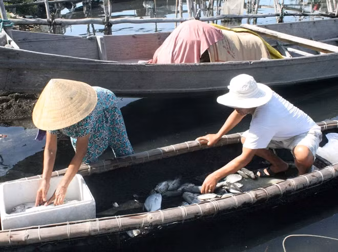 Cá nuôi của người dân ở xã Hải Dương bị chết do lồng nuôi thiếu ôxy.