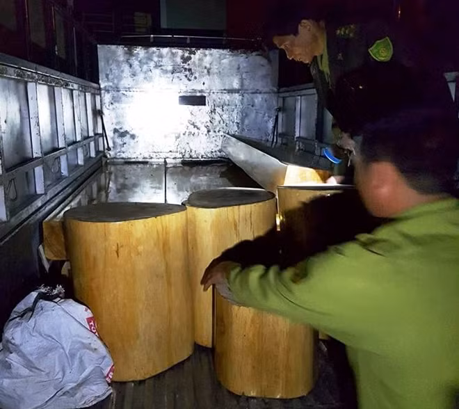 Số gỗ lậu được lực lượng CSGT phát hiện trên xe tải BKS: 75C- 062.05.
