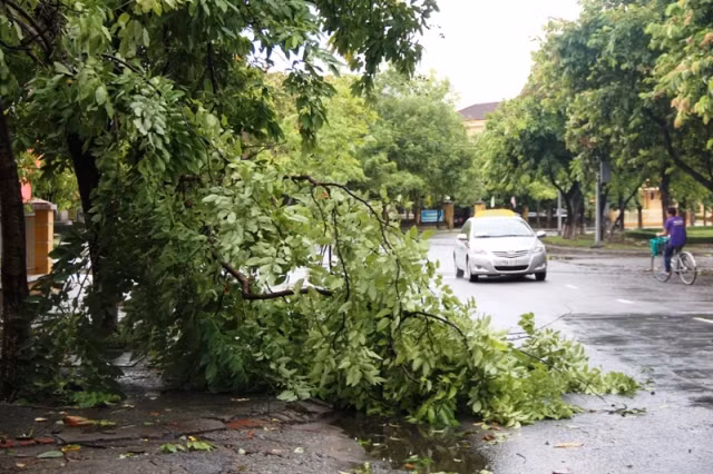Cây xanh gãy đổ trên đường Tôn Đức Thắng, TP Huế.