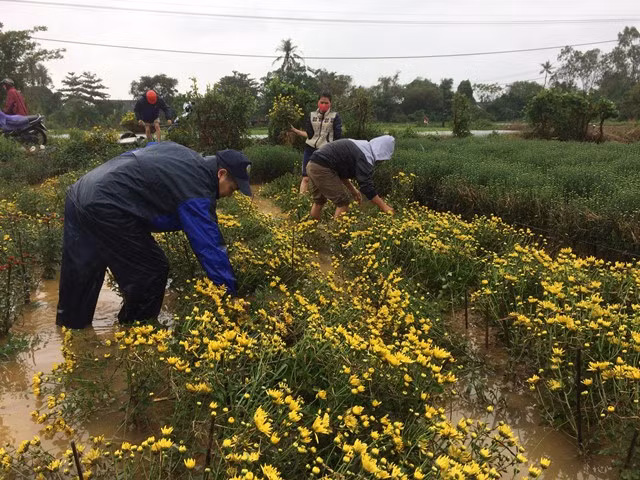 Người trồng hoa Tết ở xã Phú Mậu nhổ những gốc hoa ngập úng trong nước lũ để bán vớt vát lại vốn liếng đầu tư.