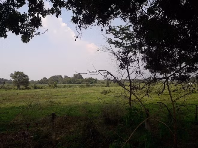 Một khu đất để hoang của dự án Safari.