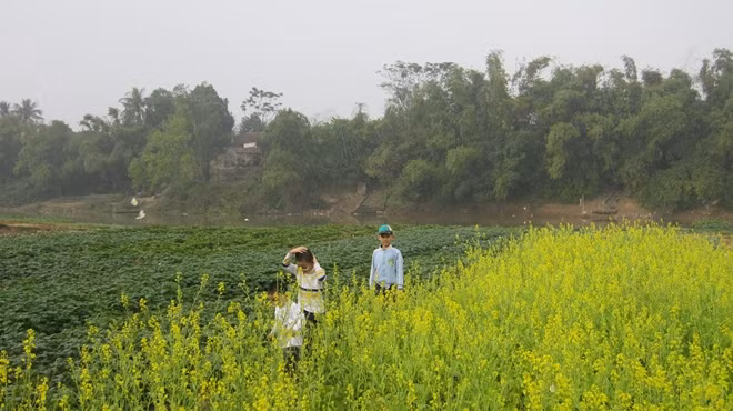 Mùa hoa cải bên sông Đáy. Ảnh: Duy Hiển
