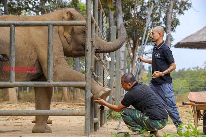Phan Phú là một "bảo mẫu" voi của Trung tâm. Phú cùng anh Quân đang thực hiện việc lau rửa vết thương ở ngà cho con Gold sau vụ xung đột với Jun cuối năm ngoái. Một ngày các anh phải làm việc này 4 lần và 6 lần cho voi ăn. Như Jun và Gold trung bình một ngày ăn hết 100kg thức ăn bao gồm cỏ, hoa quả.