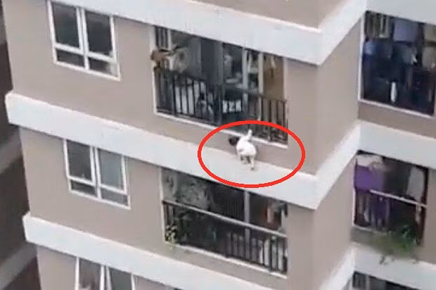 Hình ảnh cháu bé trước lúc rơi từ tầng 12 xuống đất.