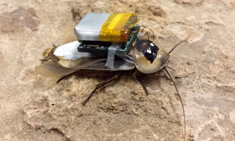 Robot gián do Nga thiết kế.
