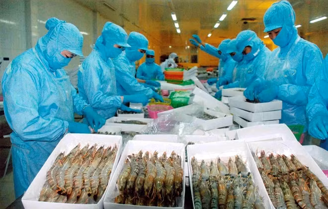 Tôm xuất khẩu vào Úc của doanh nghiệp Việt Nam chịu ảnh hưởng nặng nề từ lệnh cấm