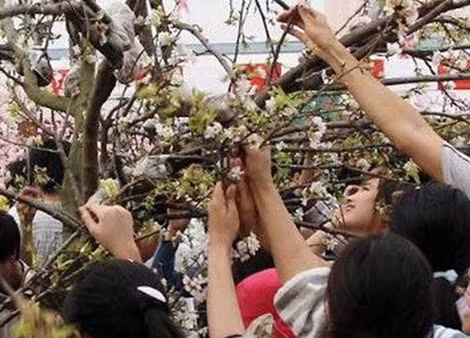 Tranh cướp hoa ở Lễ hội Hoa Anh Đào. Ảnh: Dân việt.