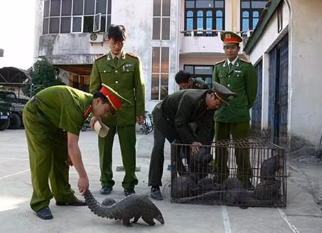 Các cơ quan chức năng thả động vật hoang dã về tự nhiên. (Ảnh minh họa).