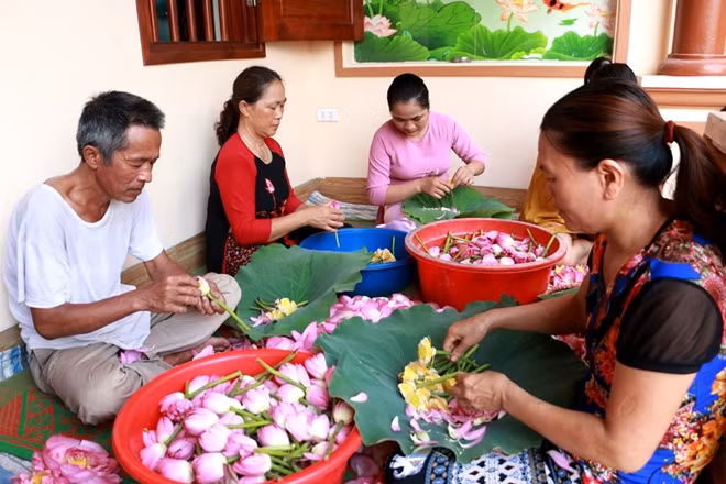 Những bông sen được hái từ sáng sớm phải nhanh chóng bóc tách cánh để lấy gạo sen.