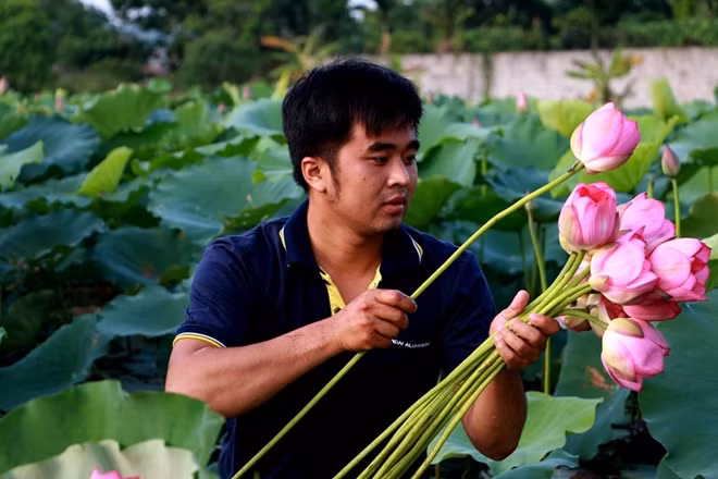 Tốt nghiệp đại học nhưng Phạm Thế Duyệt, (xã Nghiêm Xuyên, Thường Tín, Hà Nội) lại chọn cho mình một nghề khác hẳn với chuyên nghành được đào tạo đó là làm trà sen.