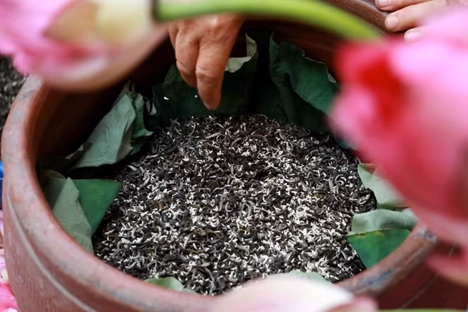 Điều đặc biệt của Duyệt khi làm trà sen là loại trà anh chọn chính là trà Shan Tuyết (Hà Giang). Loại trà này có cánh to, khó "ăn hương" nên đòi hỏi nhiều gạo sen hơn hẳn những loại trà khác.