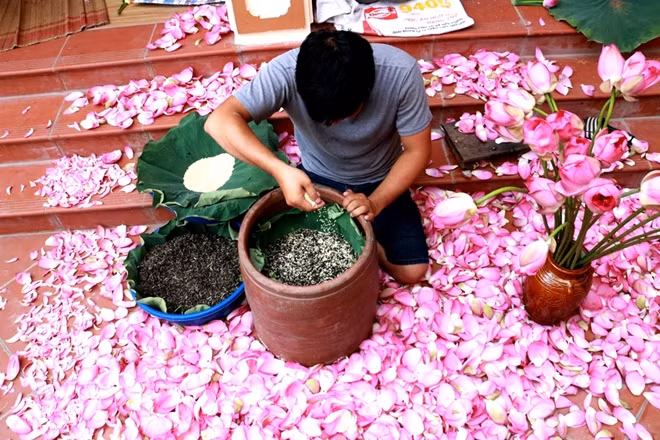 Gạo sen được cho vào ướp với trà. Đây là công đoạn quyết định và cũng khó khăn nhất quyết định chất lượng của trà sen.