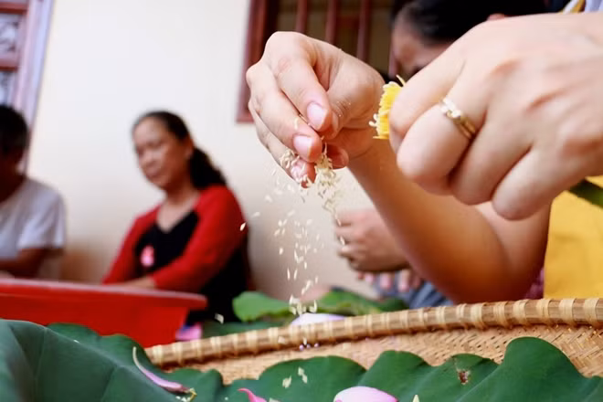 Sau khi bóc hết cánh phần đài sen sẽ được cắt ra để lấy gạo sen. Đây chính là nguyên liệu quan trọng nhất cho để làm trà sen.