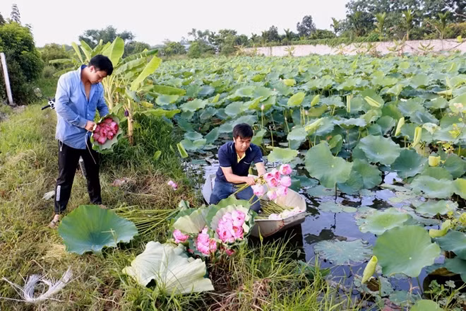 Công việc này khiến chàng kỹ sư phải tất bật đúng nghĩa một nhà nông. Cứ vào tháng 6 hàng năm, khi mùa sen bắt đầu thì cũng là lúc Duyệt bộn bề với công việc ướp trà của mình.