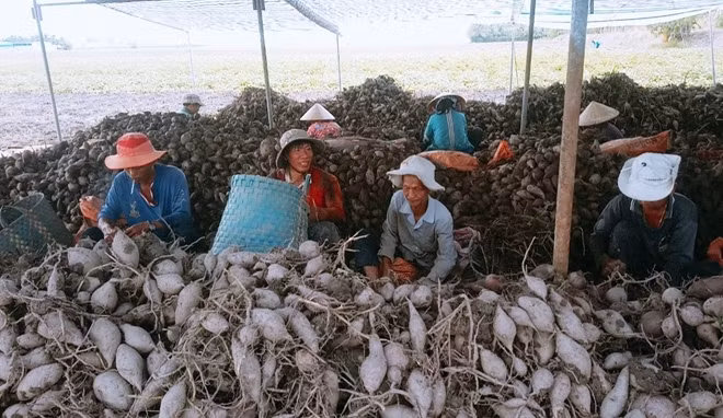 Nông dân trồng khoai lang tím Nhật ở Vĩnh Long đang lo lắng vì thị trường Trung Quốc ngưng thu mua.