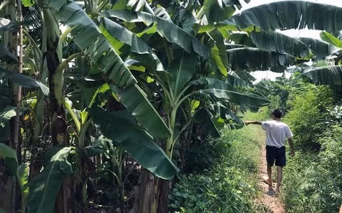 Cháu L.T.L. đã bị đối tượng Lê Xuân Tùng hiếp dâm tại bụi chuối.