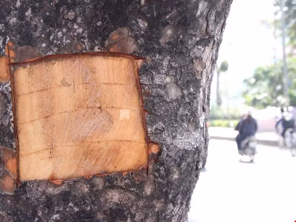 Một số người dân khi đục đẽo cây lấy vỏ đã nói dối là để lắp biển cây.