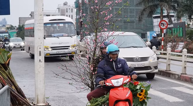 Các chủ hàng thường để khách tự vận chuyển đào về nhà nhưng với những cành to hoặc có mối mua nhiều thì sẽ có người chuyển tới tận nơi.